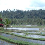 Bali - Terase orezarii